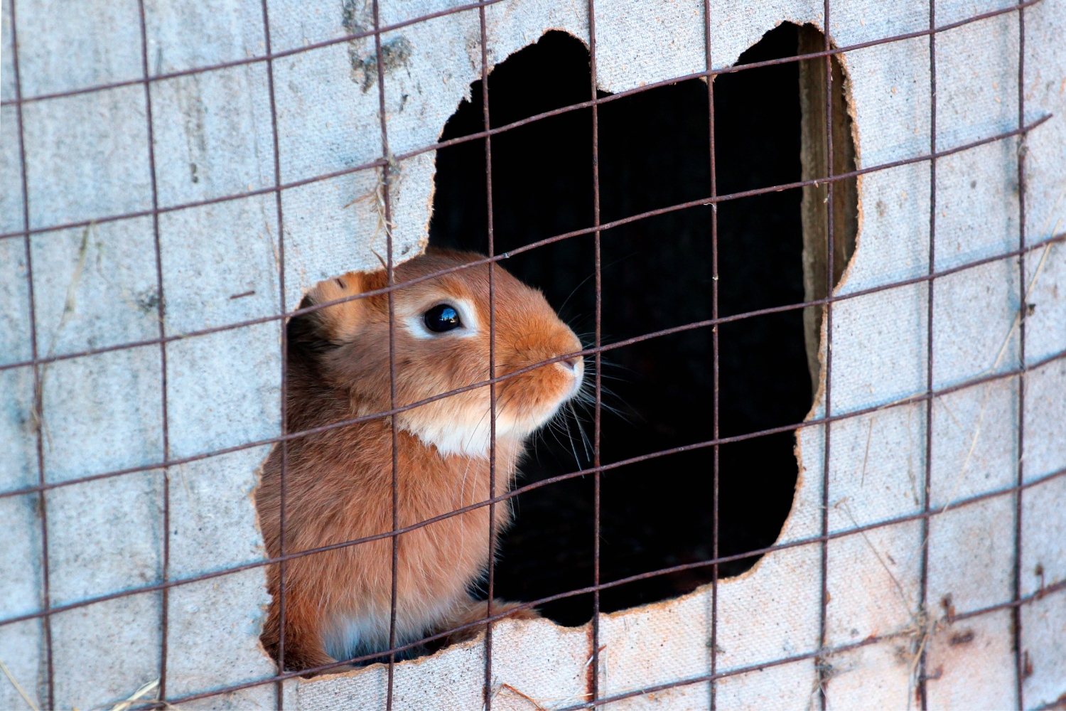 Dlaczego warto wybrać pellet drewniany dla królika zamiast tradycyjnych trocin? 1 Pellet dla królika