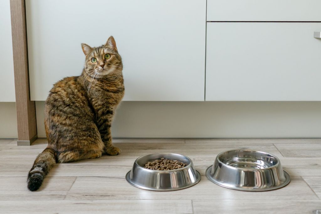 Jaka karma sucha dla kota wspiera zdrową sierść i mocne zęby? 1 sucha karma dla kota w misce