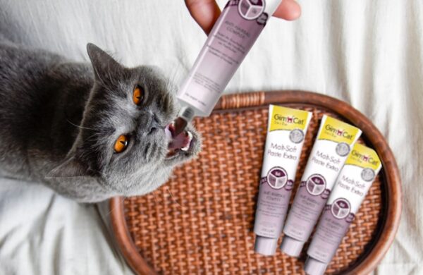 GIMPET-PASTA-ODKLACZAJACA-MALT-SOFT-EKSTRA-DLA-KOTA-200g-Nazwa-handlowa-Pasta-odklaczajaca-GimCat-Malt-Soft-Extra-200-g GIMPET-PASTA-ODKLACZAJACA-MALT-SOFT-EKSTRA-DLA-KOTA-200g-Nazwa-handlowa-Pasta-odklaczajaca-GimCat-Malt-Soft-Extra-200-g