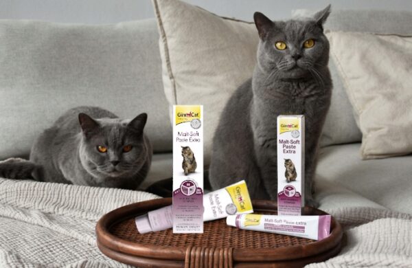 GIMPET-PASTA-ODKLACZAJACA-MALT-SOFT-EKSTRA-DLA-KOTA-200g-Postac-pasta GIMPET-PASTA-ODKLACZAJACA-MALT-SOFT-EKSTRA-DLA-KOTA-200g-Postac-pasta